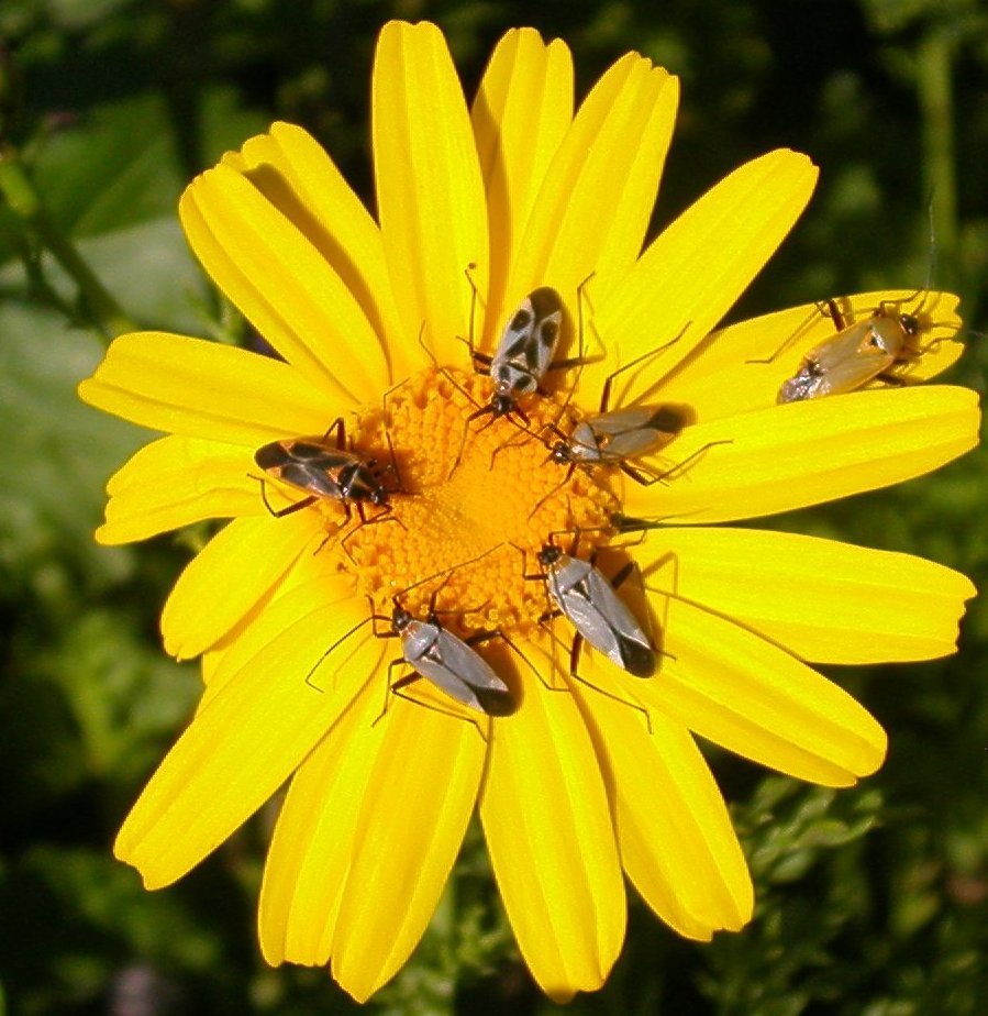 Girotondo sul fiore: Calocoris (Macrocalocoris) nemoralis